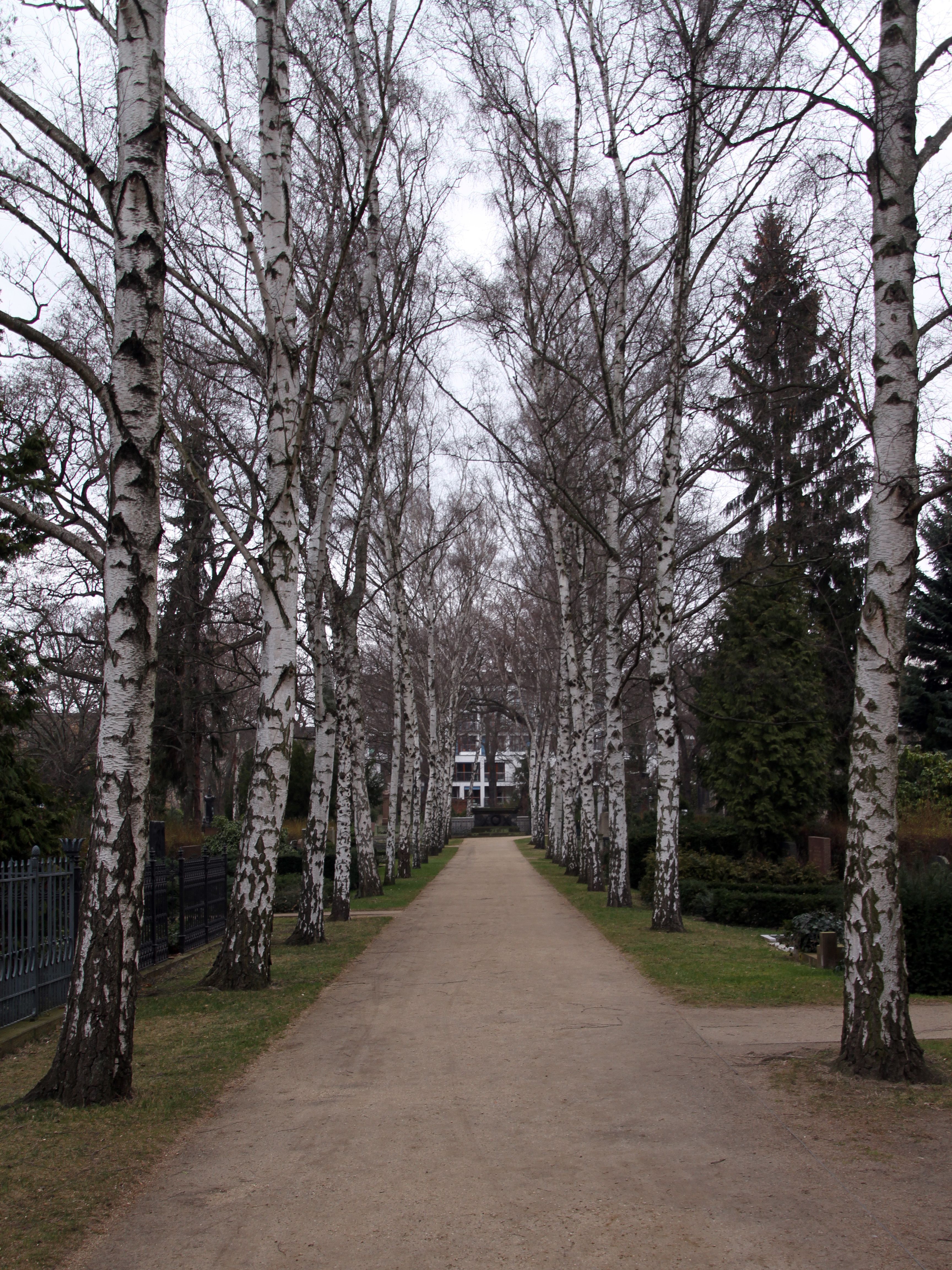 Birkenallee auf dem Dorotheenstädtischen Friedhof